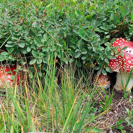 Apartamento Le Balze Di Carisolo, Trilocale Con Giardino Exterior foto